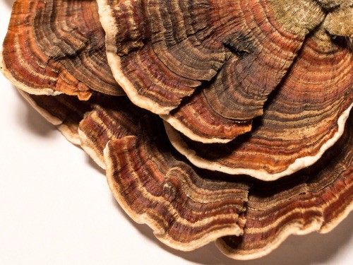 Coriolus Mushroom Extract Coriolus Mushroom Extract
