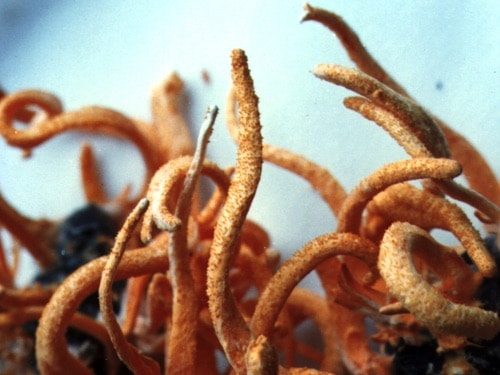 Cordyceps Mushroom Extract Cordyceps Mushroom Extract