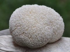 Lion's Mane Mushroom Extract