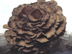 Maitake Mushroom Extract