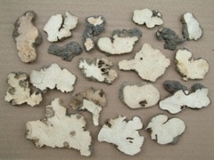 Polyporus Mushroom Extract