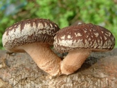 Shiitake Mushroom Extract
