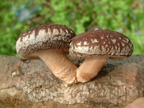 shiitake_product_page
