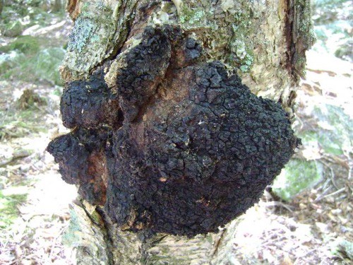 Chaga Mushroom Extract