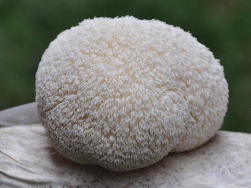 Lion's Mane Mushroom Extract Lion's Mane Mushroom Extract