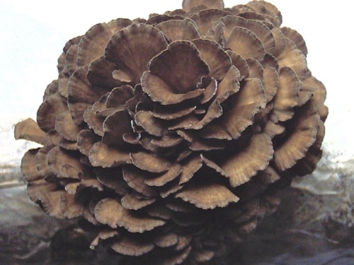 Maitake Mushroom Extract