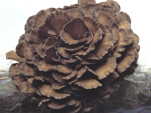 Maitake Mushroom Extract Maitake Mushroom Extract