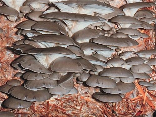 Oyster Mushroom Extract