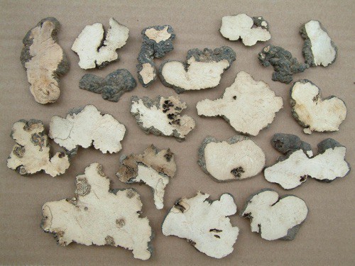 Polyporus Mushroom Extract Polyporus Mushroom Extract