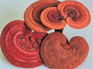 Reishi Mushroom Extract