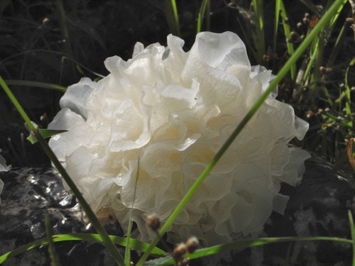 Tremella Mushroom Extract Tremella Mushroom Extract