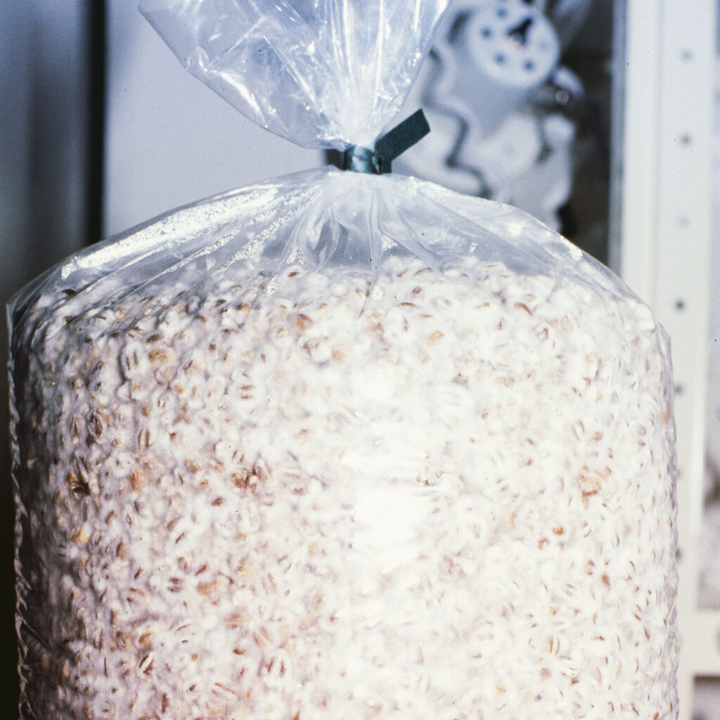 10 Questions to ask About Your Mushroom Product