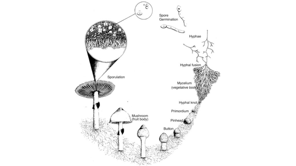Fungal Terminology and Mushroom Growing Terms