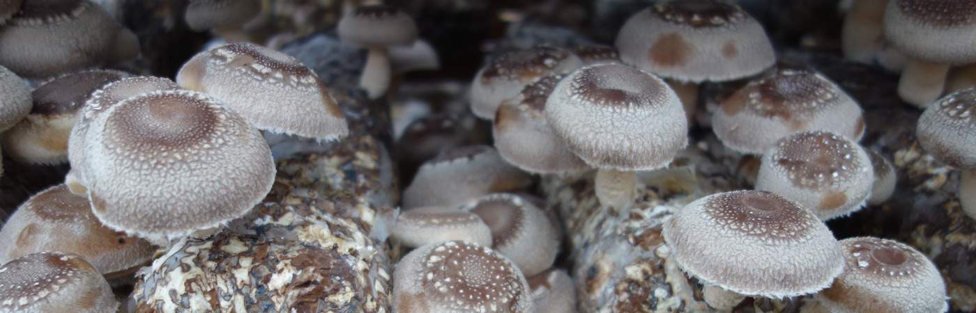 Shiitake Mushroom Farm