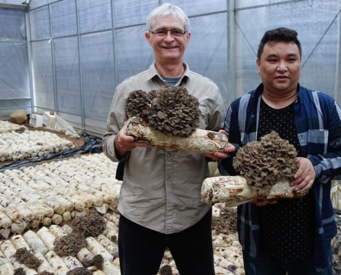 Maitake Mushroom Farmer
