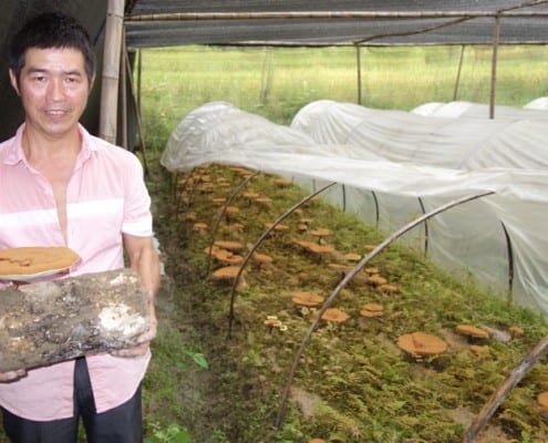 Reishi Mushroom Farmer