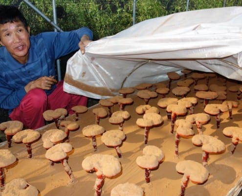 Reishi Mushroom Farmer