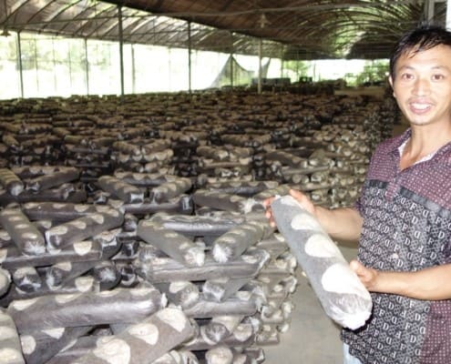 Shiitake Mushroom Farmer