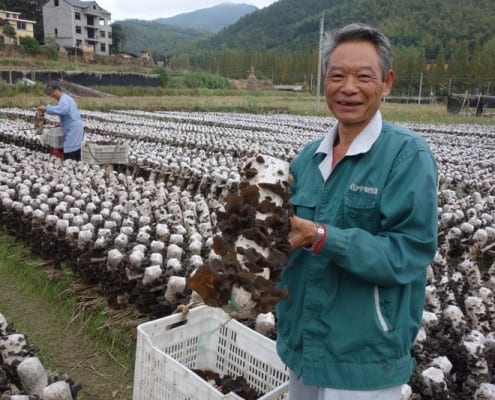 Wood Ear Mushroom Farmer