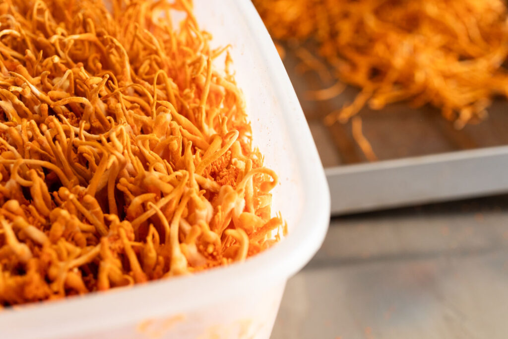 New to North America: Organic Cordyceps Mushroom Extracts