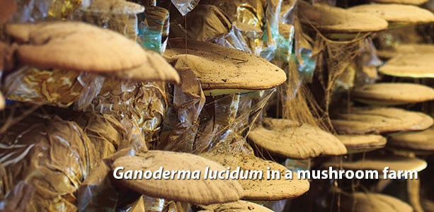 ganoderma_lucidum_medicinal_mushrooms_dallas_clouatre-2