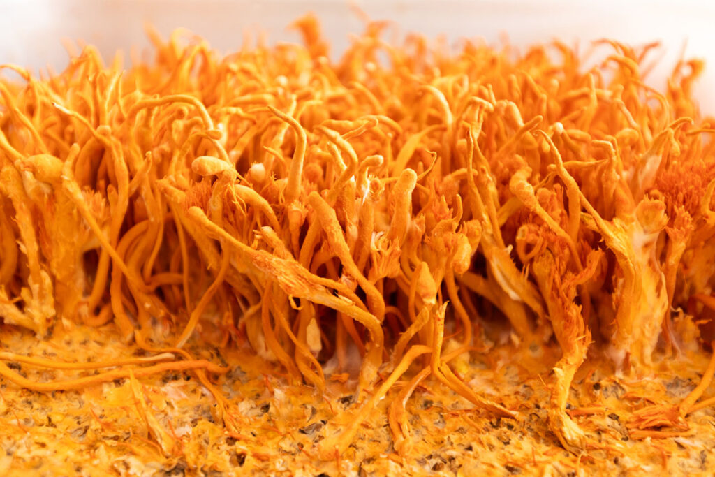 Cordyceps Supplements: What You Need to Know