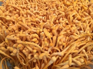 Cordyceps militaris Fruiting Bodies