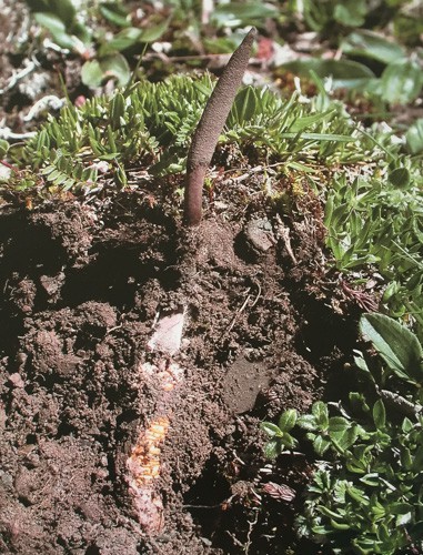 Ophiocordyceps sinensis fruiting body