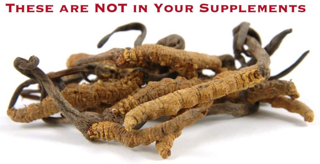 Cordyceps are not in your Supplements