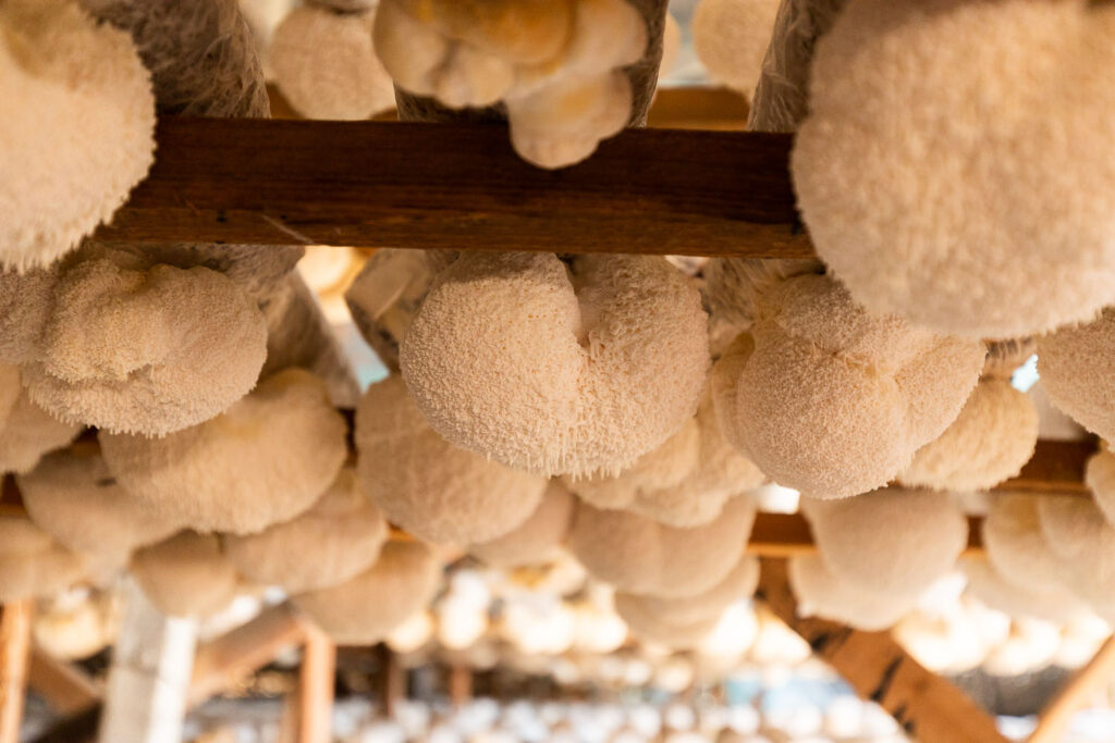 Beta-glucan Content in Commercially Grown and Wild Mushrooms