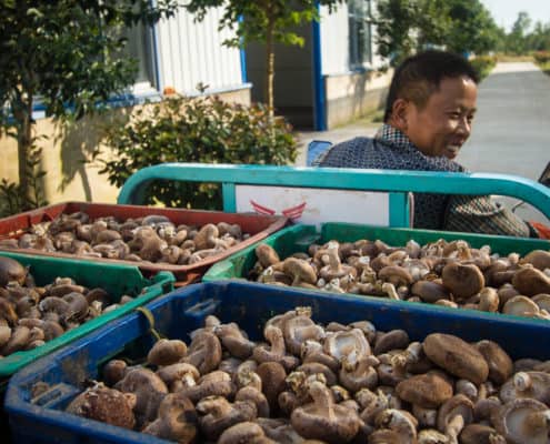 Shiitake Mushroom Farmer