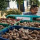 Shiitake Mushroom Farmer