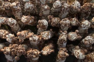 Shiitake mushrooms growing from sawdust logs