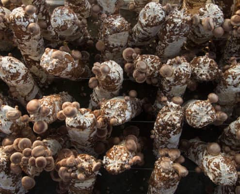 Shiitake mushrooms growing from sawdust logs
