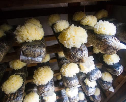 Tremella mushrooms growing on sawdust logs.