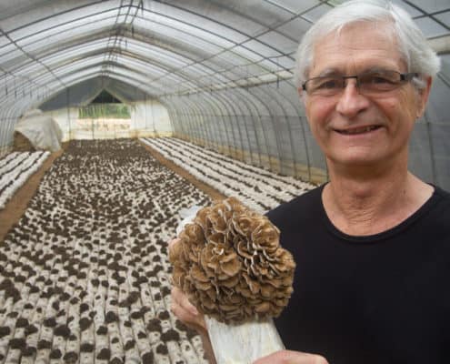 Jeff Chilton - Maitake Mushroom