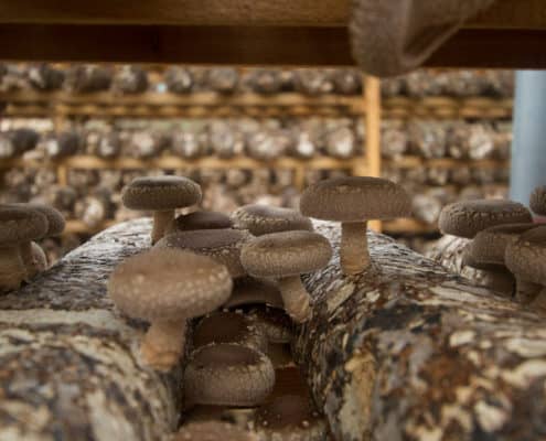 Shiitake mushrooms