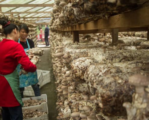 The shiitake harvest has begun