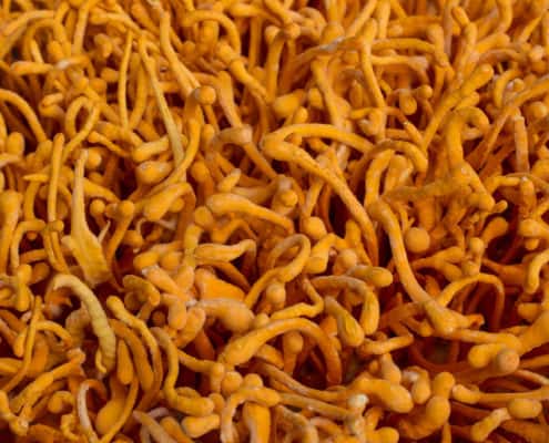 Cordyceps militaris fruiting bodies