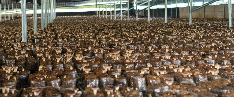 Shiitake Mushroom Farm