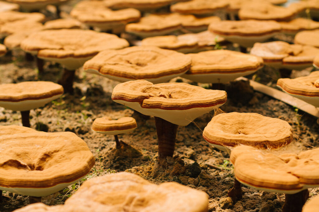 United States Pharmacopeia research study confirms lack of triterpenes and beta-glucans in many Reishi products