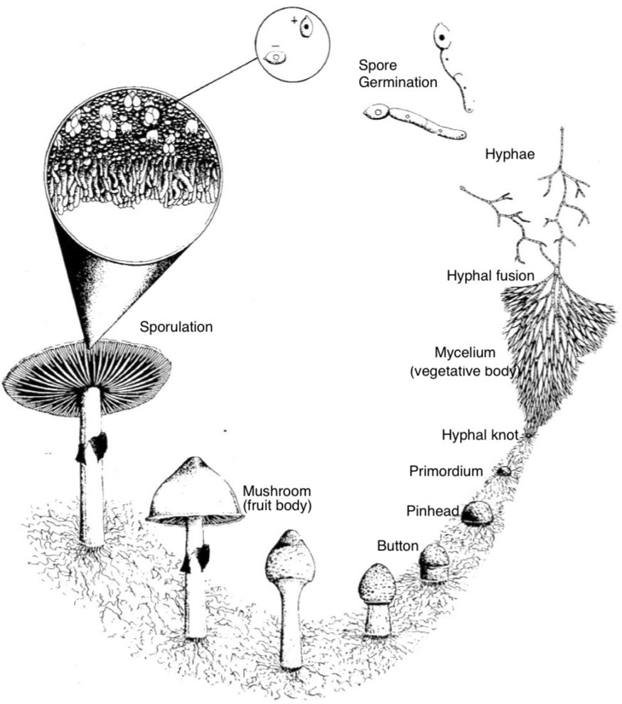 Fungal Life Cycle