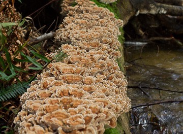 turkey tail mushrooms