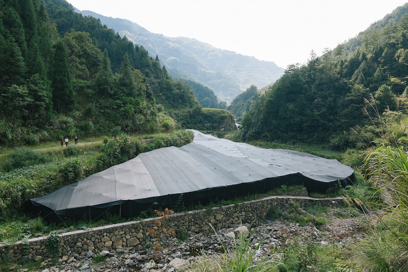 Organic Reishi Farm in China