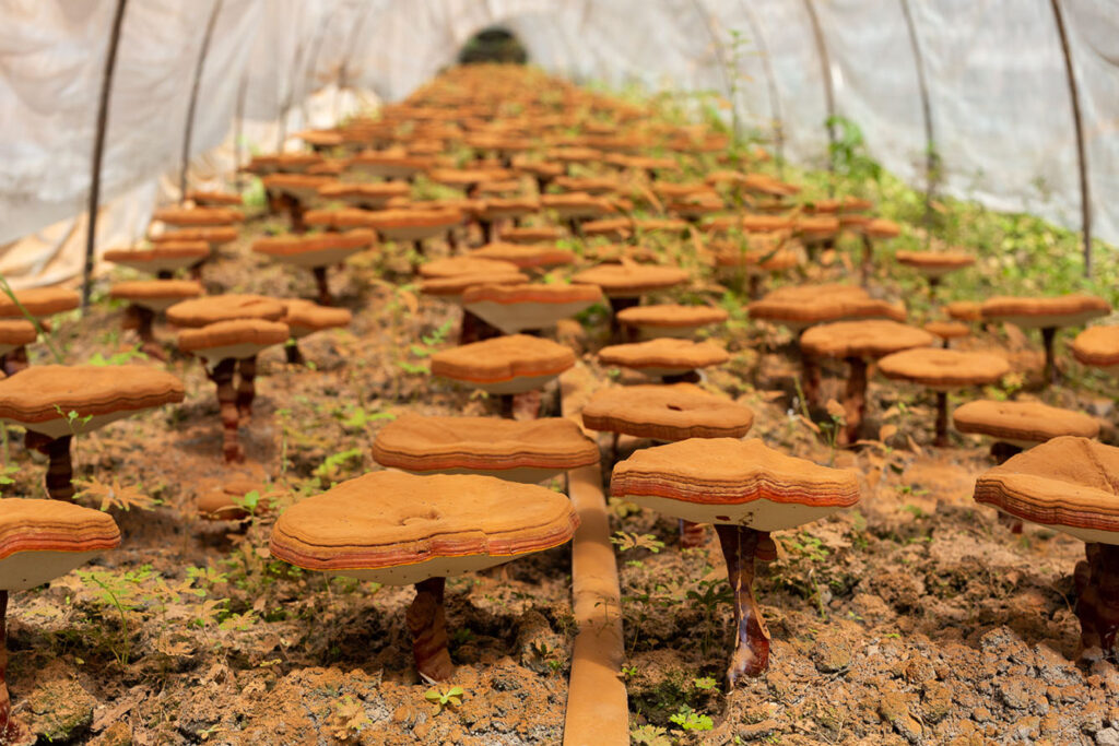 China Adventures 2018 – The Reishi Harvest