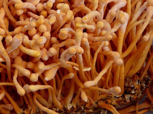 Cordyceps Extract Benefits