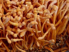 Cordyceps Mushroom Extract