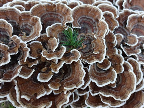 turkey-tail-extract-500x375 Turkey Tail Mushroom Extract