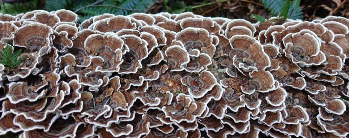 Turkey Tail Mushroom Extract