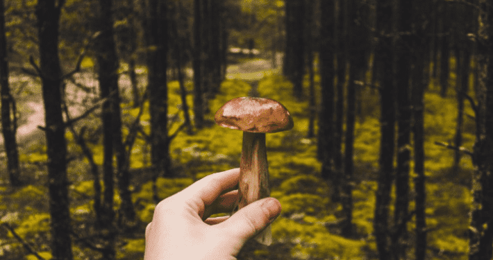 TNN 52 All About Mushrooms - podcast